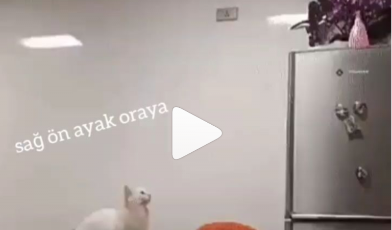 Çapkınlık yaparken eşine basılan kedi