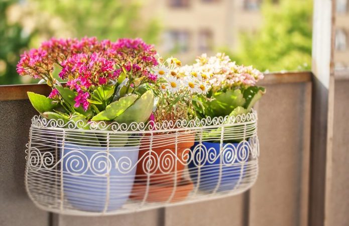 Balkon Çiçekleri